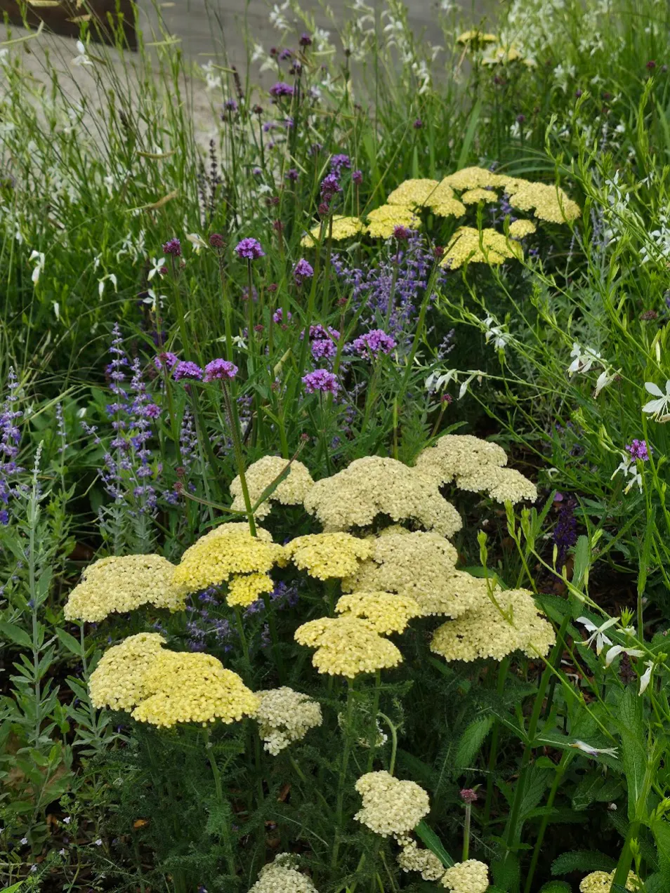 Designing a Garden That Ticks, Mosquitoes—and Deer—Like a Little Less